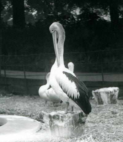 Pelican Preening at London Zoo, September 1925 by Frederick William Bond
