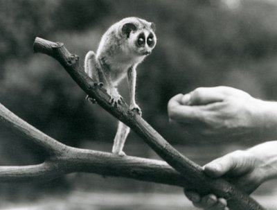Slender Loris at London Zoo, August 1926 by Frederick William Bond
