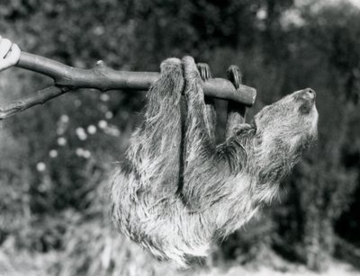 Two-toed Sloth at London Zoo, September 1925 by Frederick William Bond