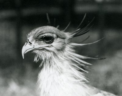 A Vulnerable Secretary Bird at London Zoo in 1928 by Frederick William Bond