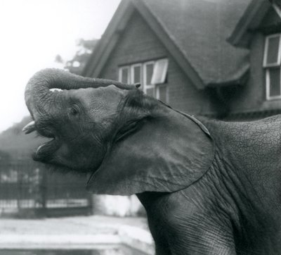 Young African Elephant with Its Trunk Raised on to Its Forehead, London Zoo, August 1925 by Frederick William Bond