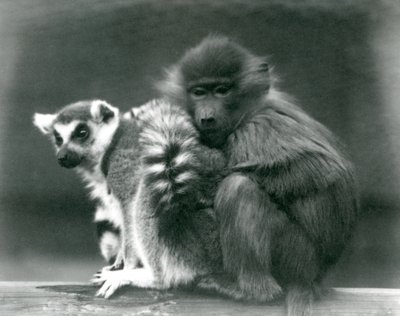 A Young Baboon Cuddles Up to a Ring-tailed Lemur on a Beam, London Zoo, 1925 by Frederick William Bond