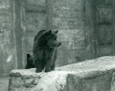 A young Brown Bear at London Zoo, June 1914 by Frederick William Bond