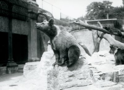 A young Brown Bear sitting on a rock in the foreground with another walking behind, and third sleeping on a branch, London Zoo, August 1913 by Frederick William Bond