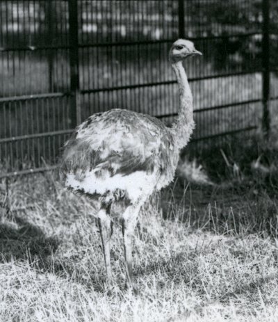 A young Darwin