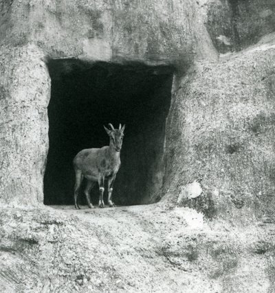 A Young Grecian Ibex Standing in the Entrance of a Cave in the Artificial Rocks of the Mappin Terraces, London Zoo (August 1927) by Frederick William Bond