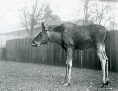 A young bull Elk with wounds of recently shed antlers, standing in his paddock at London Zoo by Frederick William Bond