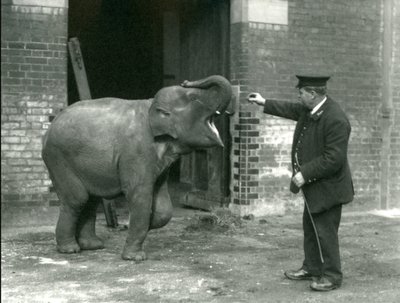 A Young Female Indian Elephant with Keeper H. Robertson, London Zoo by Frederick William Bond
