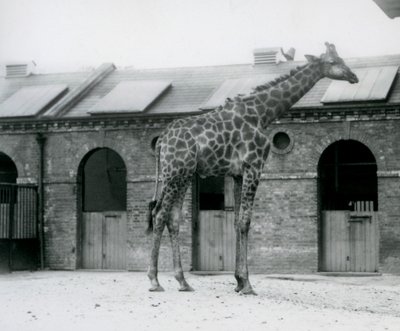 A young male Giraffe standing in his paddock in front of the Giraffe House, London Zoo by Frederick William Bond