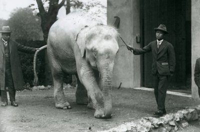 Albino White Burmese Elephant Pawah with attendants including Dr. Saw Po Min, London Zoo, May 1926 by Frederick William Bond