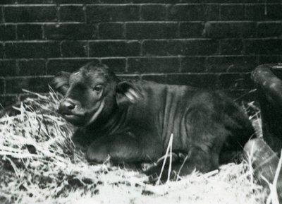 An African Cape Buffalo calf, born in the menagerie on the 8th February 1927, lying in straw, London Zoo, February 1927 by Frederick William Bond