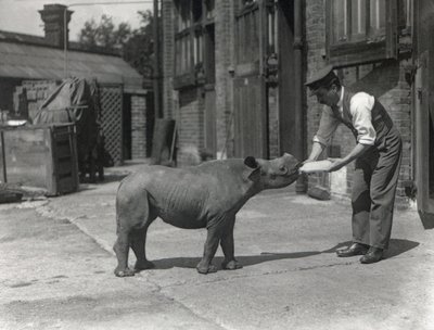 An African Rhinoceros, Kathlene, and Keeper Harry Warryck at ZSL London Zoo, September 1928 by Frederick William Bond