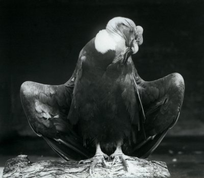 An Andean Condor Resting on a Log, London Zoo, 1925 by Frederick William Bond
