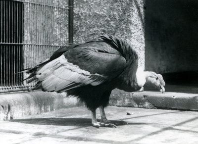 An Andean Vulture standing on the floor of its enclosure at London Zoo in July 1925 by Frederick William Bond