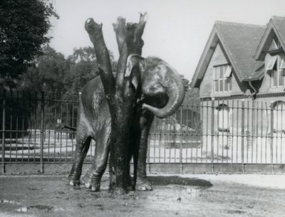 An Asian Elephant scratching behind its ear on the scratching post, in its enclosure, London Zoo by Frederick William Bond