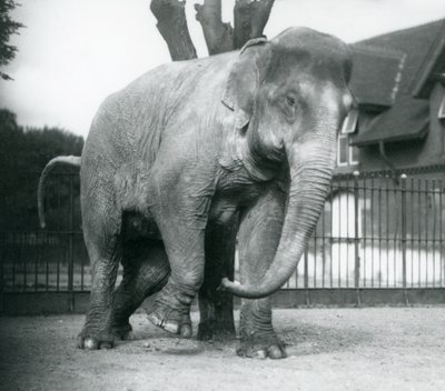 An Asian Elephant scratching itself against a dead tree, London Zoo by Frederick William Bond