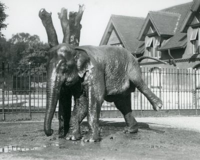 An Asian Elephant scratching itself against a dead tree, while balancing on three legs, London Zoo by Frederick William Bond