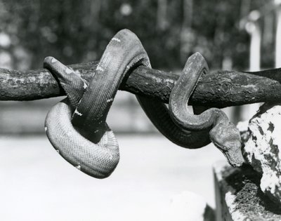 An Emerald Tree Boa with its body coiled along a horizontal branch, looking down towards the ground, London Zoo, October 1928 by Frederick William Bond
