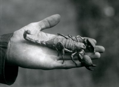 An Emperor Scorpion held in the palm of a keeper