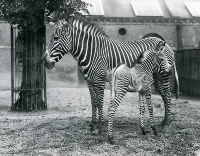 An Endangered Grevy