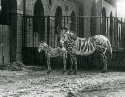 An Endangered Grevy