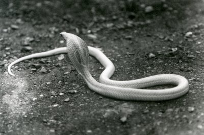 An Albino Indian Spectacled Asian Binocellate Cobra with Its Head Raised and Hood Spread, London Zoo, September 1924 by Frederick William Bond