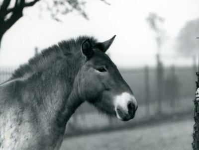 An Endangered Przewalski