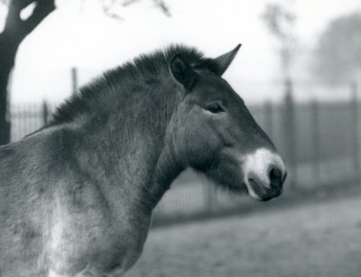 An Endangered Przewalski