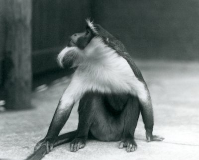 An Endangered Roloway Monkey Sitting on the Ground, Looking Upwards, While Holding Its Tail, London Zoo, 1927 by Frederick William Bond