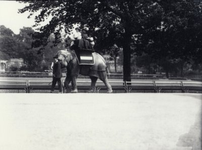 Asian Elephant 