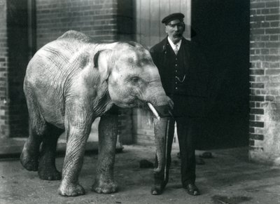 Baby Asian Elephant with Keeper Charles Eyles, London Zoo, November 1915 by Frederick William Bond