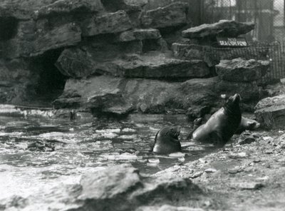 California Sea Lions with Ice on Their Pool, London Zoo by Frederick William Bond