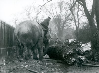 Female Asian Elephant, 