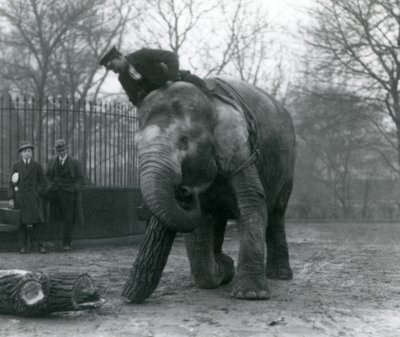 Female Asian Elephant, Indiarani, Moving Timber with Her Trunk, While Her Keeper Sits on Her Back Directing Her and Two Other People Look On, London Zoo, 1925 by Frederick William Bond