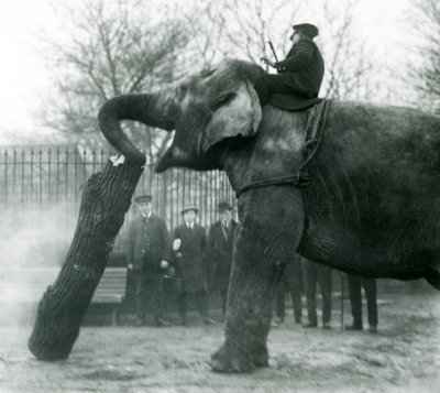 Female Asian Elephant, Indiarani, moving timber with her trunk, while her keeper sits on her back directing her, London Zoo, 1925 by Frederick William Bond