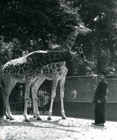 Female Giraffes Maud and Maggie, with Keeper Ernie Professor Bowman, London Zoo by Frederick William Bond
