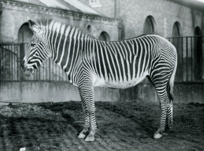 Female Grevy