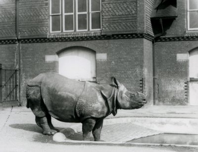 Indian Rhinoceros Felix Standing at the Edge of His Pool at London Zoo in 1927 by Frederick William Bond