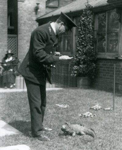 Keeper Collins on a lawn at London Zoo with a Clouded Rock Iguana on a lead, London Zoo, 1924 by Frederick William Bond