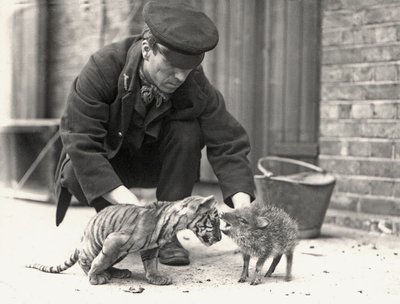 Keeper, H. Warwick, with a tiger cub and a peccary, taken at ZSL London Zoo, May 1914 by Frederick William Bond