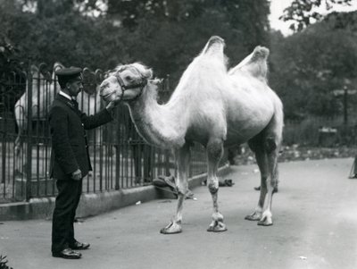 Keeper W. Styles with a Bactrian Camel at London Zoo by Frederick William Bond
