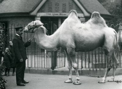 Keeper W. Styles, with a Bactrian Camel, outside the Llama House at London Zoo, July 1914 by Frederick William Bond