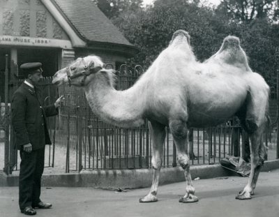Keeper W. Styles, with a Bactrian Camel, outside the Llama House at London Zoo, July 1914 by Frederick William Bond