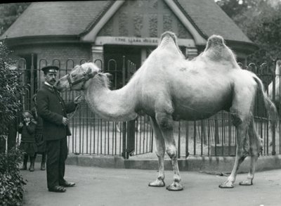 Keeper W. Styles, with a Bactrian Camel, Outside the Llama House at London Zoo, July 1914 by Frederick William Bond