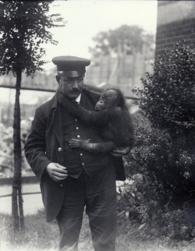 Keeper Z. Rodwell holding young Orangutan at London Zoo by Frederick William Bond