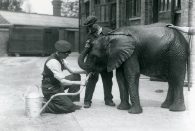 Keepers help young male African Elephant Kiberenge to drink from a hose, London Zoo, July 1924 by Frederick William Bond