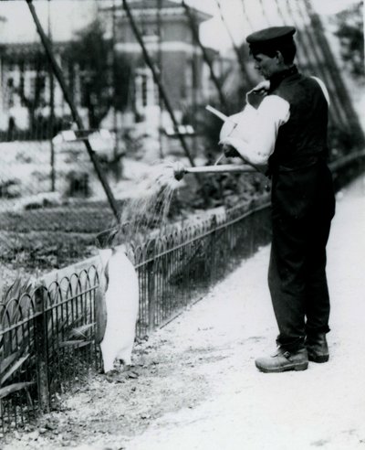 King Penguin, being given a shower, by keeper Harry Munro, with a watering can at London Zoo May 1914. Munro was killed in the First World War, having served in the army, in airships and on anti-submarine patrols by Frederick William Bond