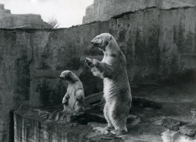 Polar Bears 