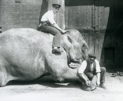 Sundermalah Having Her Front Foot Trimmed by One Keeper, with a File, as Another Sits on Her Back, London Zoo, August 1926 by Frederick William Bond