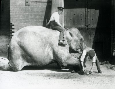 Sundermalah Having Her Front Foot Trimmed by One Keeper, with a File, as Another Sits on Her Back, London Zoo, 1926 by Frederick William Bond